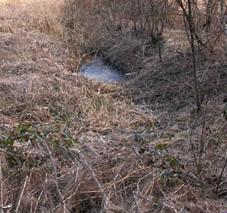 Risorgiva Buzonel che alimenta lo stagno.